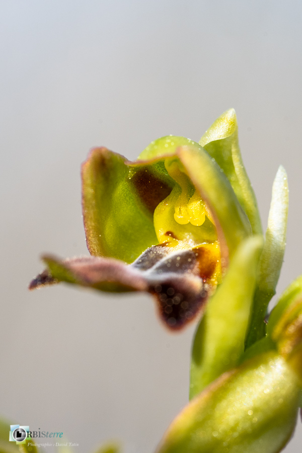 Alpes de Haute Provence, esparron, ophrys fusca, orchidée, parc naturel régional du verdon_43°44'46.788