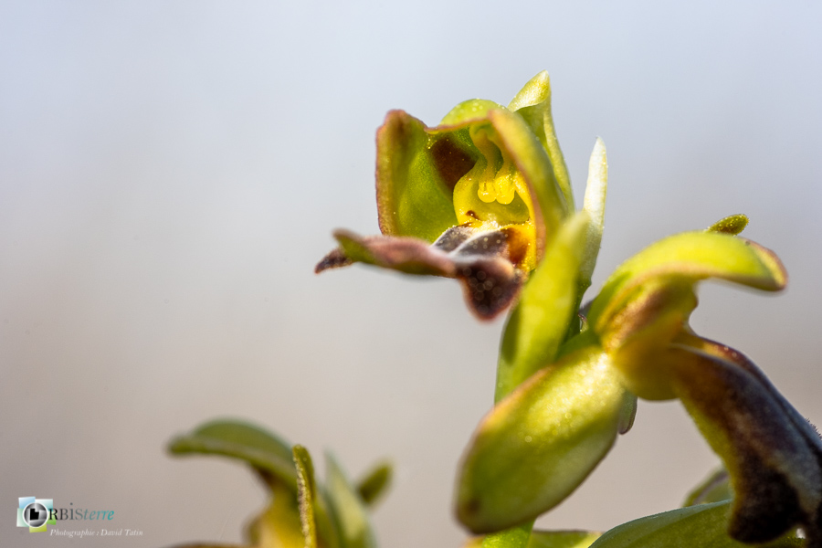 Alpes de Haute Provence, esparron, ophrys fusca, orchidée, parc naturel régional du verdon_43°44'46.77
