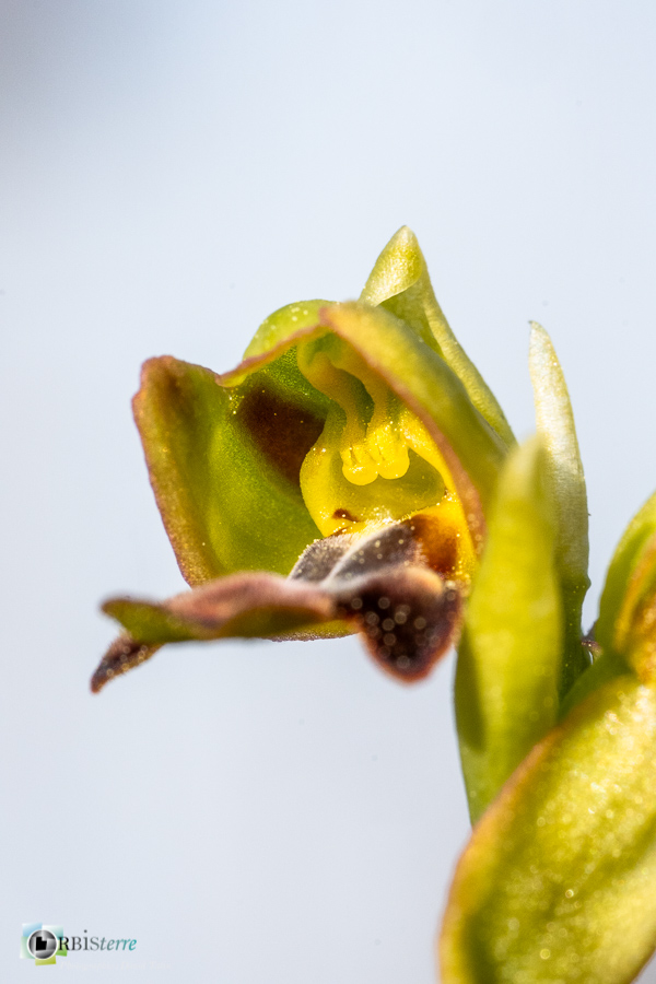 Alpes de Haute Provence, esparron, ophrys fusca, orchidée, parc naturel régional du verdon_43°44'46.722
