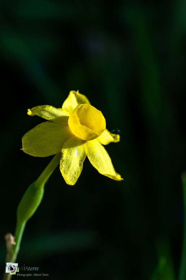 Alpes de Haute Provence, esparron, flore, narcisse à feuilles de jonc, narcissus assoanus, parc naturel régional du verdon_43°44'14.034
