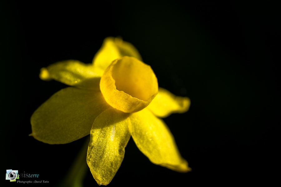 Alpes de Haute Provence, esparron, flore, narcisse à feuilles de jonc, narcissus assoanus, parc naturel régional du verdon_43°44'14.237