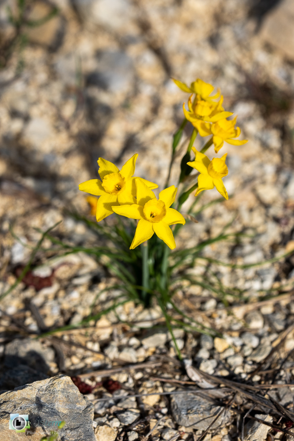 Alpes de Haute Provence, esparron, flore, narcisse à feuilles de jonc, narcissus assoanus, parc naturel régional du verdon_43°44'14.825