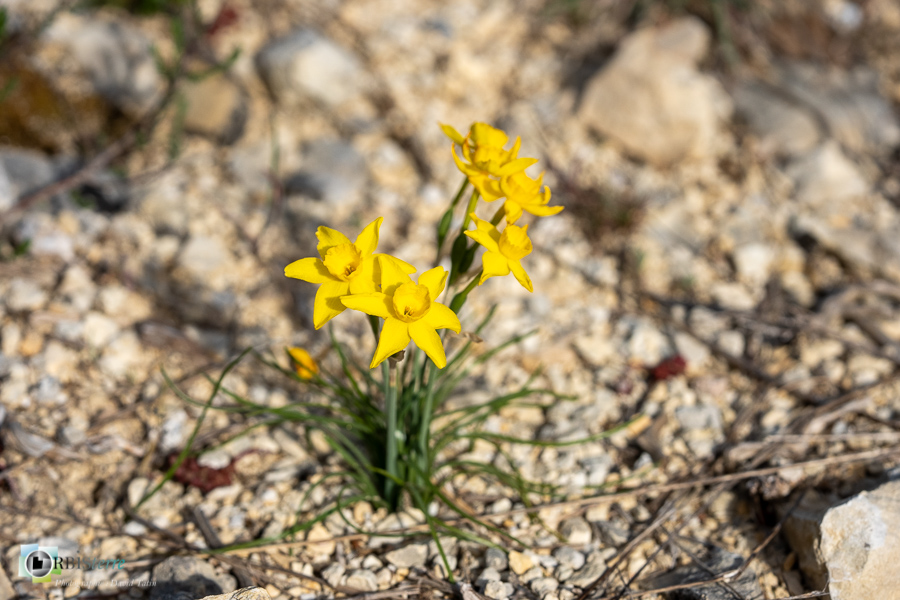 Alpes de Haute Provence, esparron, flore, narcisse à feuilles de jonc, narcissus assoanus, parc naturel régional du verdon_43°44'14.826