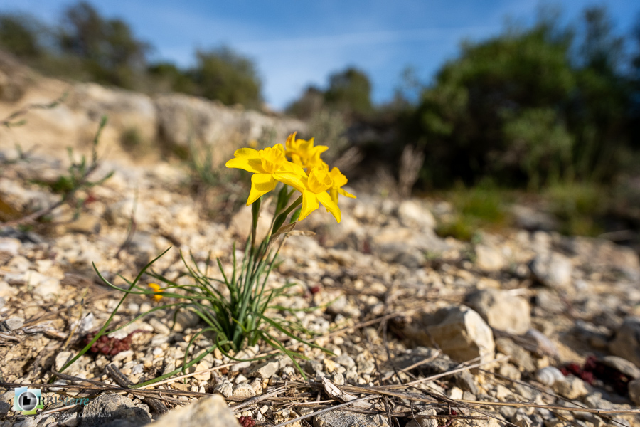 Alpes de Haute Provence, esparron, flore, narcisse à feuilles de jonc, narcissus assoanus, parc naturel régional du verdon_43°44'14.951