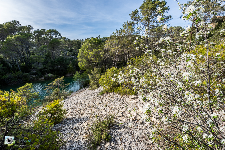 Alpes de Haute Provence, amélanchier, esparron, lac d'esparron, parc naturel régional du verdon_43°44'16.071