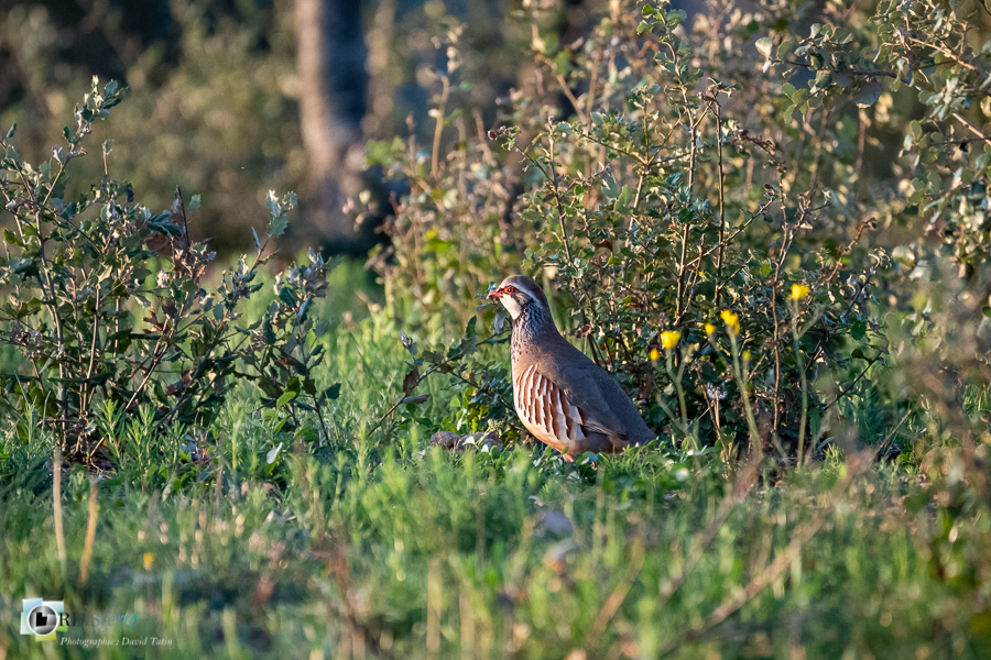 Alectoris rufa, Alpes de Haute Provence, Aves, Birds, Galliformes, Oiseaux, Perdrix rouge, Phasianidae, Phasianidés, Red-legged Partridge, Uccelli, Vögel, esparron, faune, oiseau, parc naturel régional du verdon_43°45'22.668