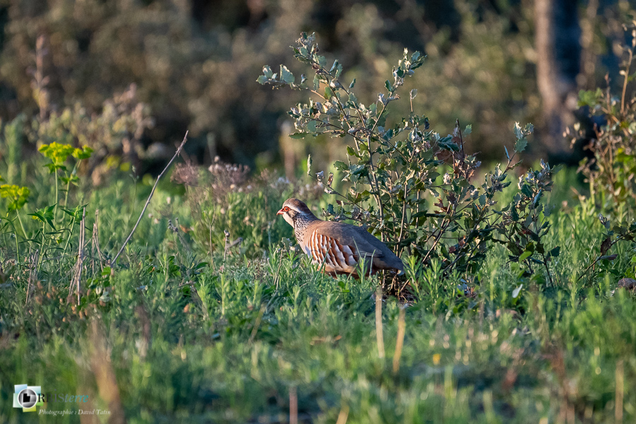 Alectoris rufa, Alpes de Haute Provence, Aves, Birds, Galliformes, Oiseaux, Perdrix rouge, Phasianidae, Phasianidés, Red-legged Partridge, Uccelli, Vögel, esparron, faune, oiseau, parc naturel régional du verdon_43°45'22.662