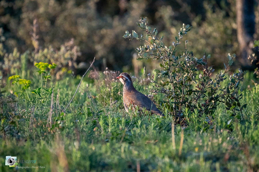 Alectoris rufa, Alpes de Haute Provence, Aves, Birds, Galliformes, Oiseaux, Perdrix rouge, Phasianidae, Phasianidés, Red-legged Partridge, Uccelli, Vögel, esparron, faune, oiseau, parc naturel régional du verdon_43°45'22.662