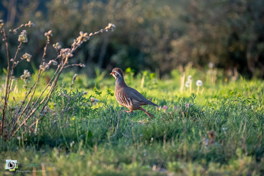 Alectoris rufa, Alpes de Haute Provence, Aves, Birds, Galliformes, Oiseaux, Perdrix rouge, Phasianidae, Phasianidés, Red-legged Partridge, Uccelli, Vögel, esparron, faune, oiseau, parc naturel régional du verdon_43°45'22.686