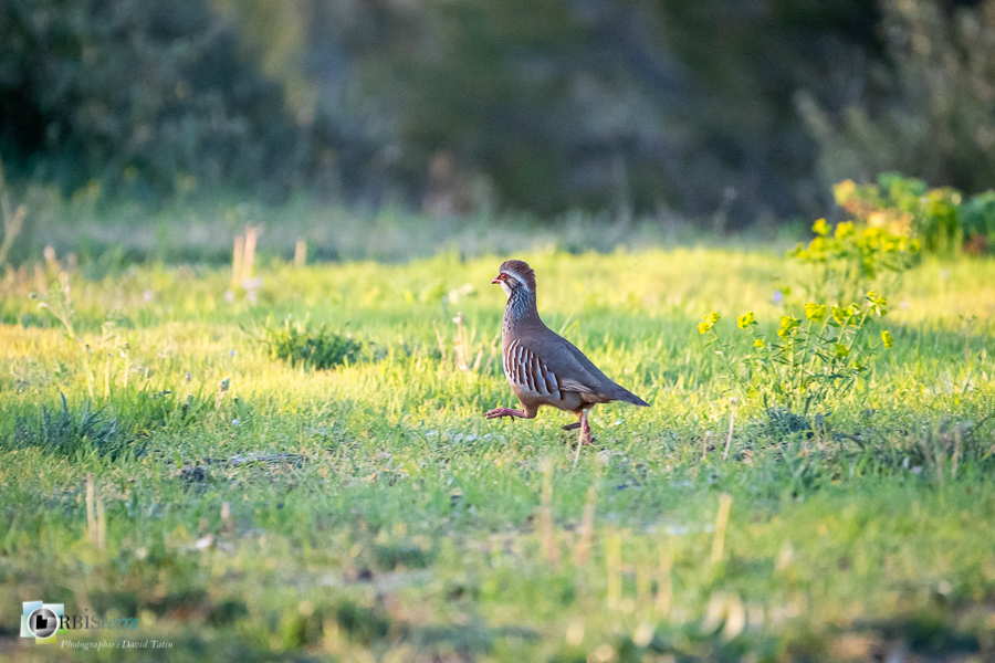 Alectoris rufa, Alpes de Haute Provence, Aves, Birds, Galliformes, Oiseaux, Perdrix rouge, Phasianidae, Phasianidés, Red-legged Partridge, Uccelli, Vögel, esparron, faune, oiseau, parc naturel régional du verdon_43°45'22.74