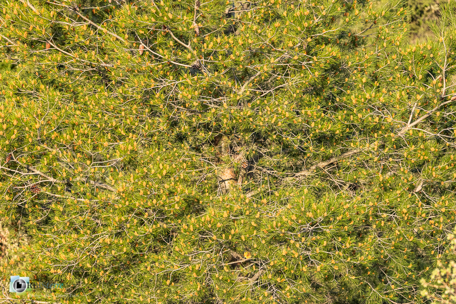 Alpes de Haute Provence, arbre, cônes, esparron, parc naturel régional du verdon, pin sylvestre__
