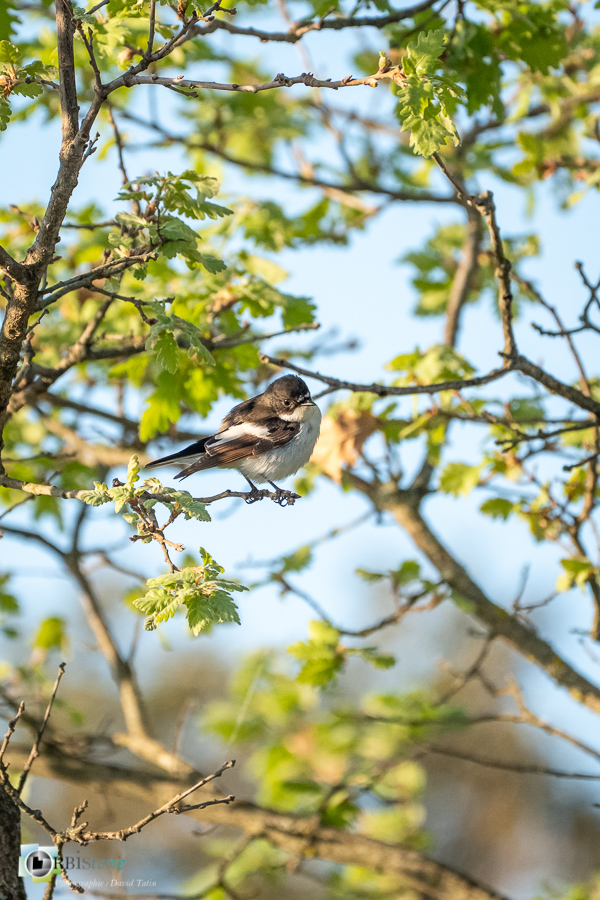 Alpes de Haute Provence, Aves, Birds, European Pied Flycatcher, Ficedula hypoleuca, Gobemouche noir, Muscicapidae, Muscicapidés, Oiseaux, Passériformes, Uccelli, Vögel, esparron, faune, oiseau, parc naturel régional du verdon__