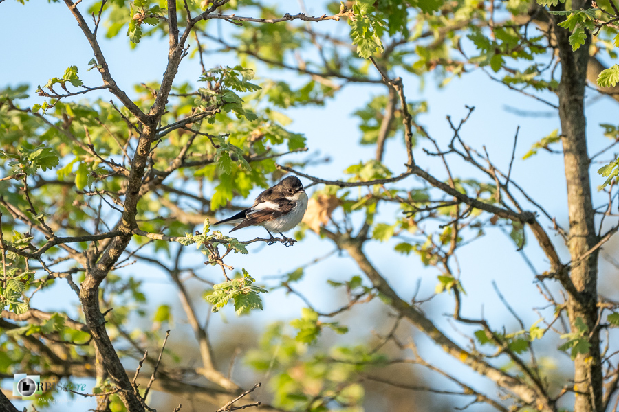 Alpes de Haute Provence, Aves, Birds, European Pied Flycatcher, Ficedula hypoleuca, Gobemouche noir, Muscicapidae, Muscicapidés, Oiseaux, Passériformes, Uccelli, Vögel, esparron, faune, oiseau, parc naturel régional du verdon__