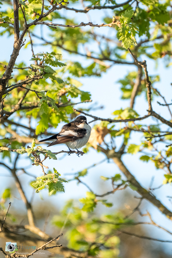 Alpes de Haute Provence, Aves, Birds, European Pied Flycatcher, Ficedula hypoleuca, Gobemouche noir, Muscicapidae, Muscicapidés, Oiseaux, Passériformes, Uccelli, Vögel, esparron, faune, oiseau, parc naturel régional du verdon__