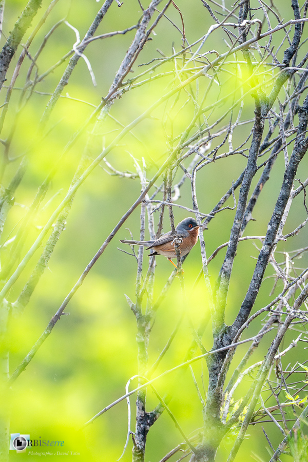 Alpes de Haute Provence, Aves, Birds, Fauvette passerinette, Oiseaux, Passériformes, Subalpine Warbler, Sylvia cantillans, Sylviidae, Sylviidés, Uccelli, Vögel, esparron, faune, oiseau, parc naturel régional du verdon_43°45'30.951