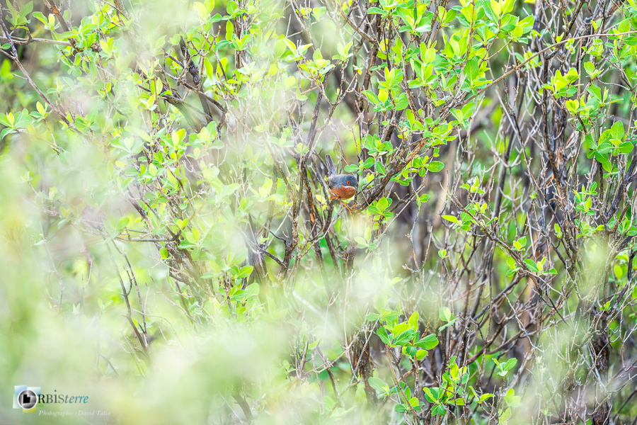 Alpes de Haute Provence, Aves, Birds, Fauvette passerinette, Oiseaux, Passériformes, Subalpine Warbler, Sylvia cantillans, Sylviidae, Sylviidés, Uccelli, Vögel, esparron, faune, oiseau, parc naturel régional du verdon_43°45'31.223