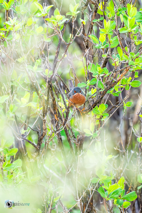 Alpes de Haute Provence, Aves, Birds, Fauvette passerinette, Oiseaux, Passériformes, Subalpine Warbler, Sylvia cantillans, Sylviidae, Sylviidés, Uccelli, Vögel, esparron, faune, oiseau, parc naturel régional du verdon_43°45'31.223