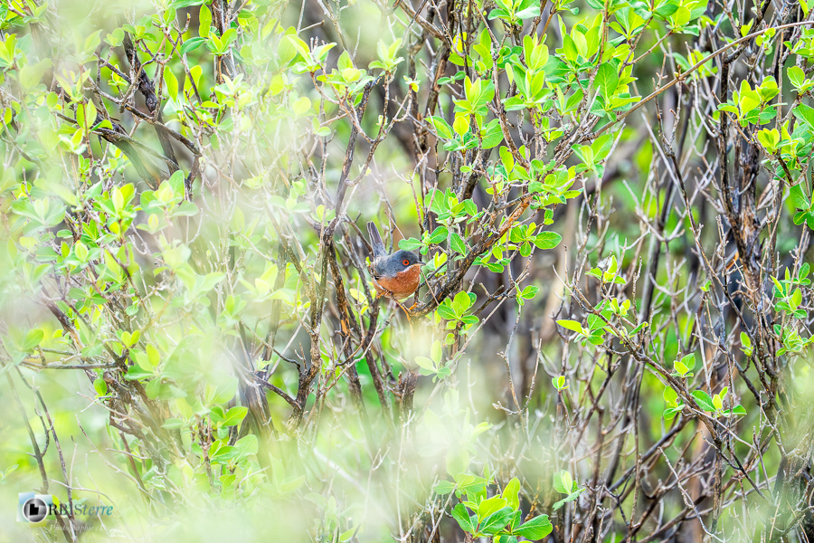 Alpes de Haute Provence, Aves, Birds, Fauvette passerinette, Oiseaux, Passériformes, Subalpine Warbler, Sylvia cantillans, Sylviidae, Sylviidés, Uccelli, Vögel, esparron, faune, oiseau, parc naturel régional du verdon_43°45'31.223