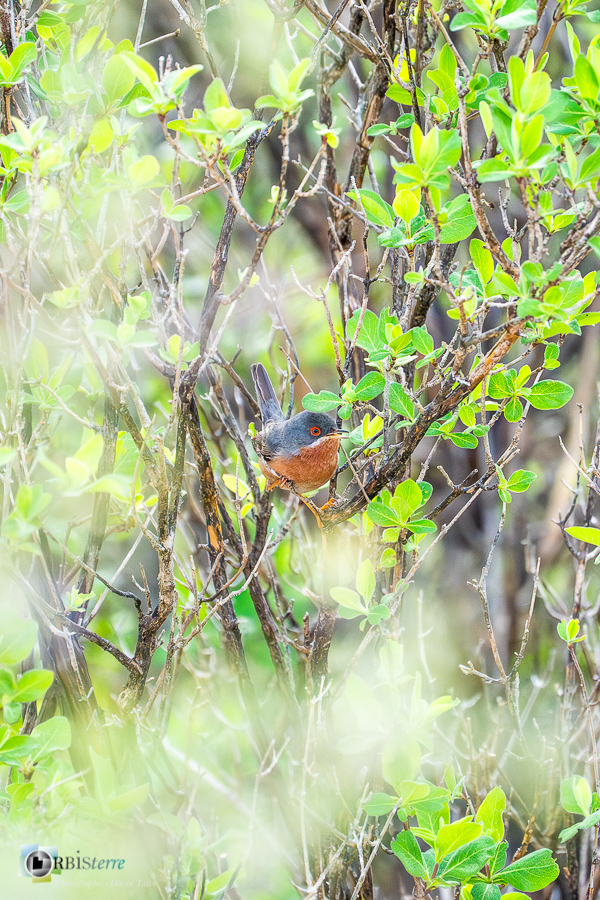 Alpes de Haute Provence, Aves, Birds, Fauvette passerinette, Oiseaux, Passériformes, Subalpine Warbler, Sylvia cantillans, Sylviidae, Sylviidés, Uccelli, Vögel, esparron, faune, oiseau, parc naturel régional du verdon_43°45'31.223