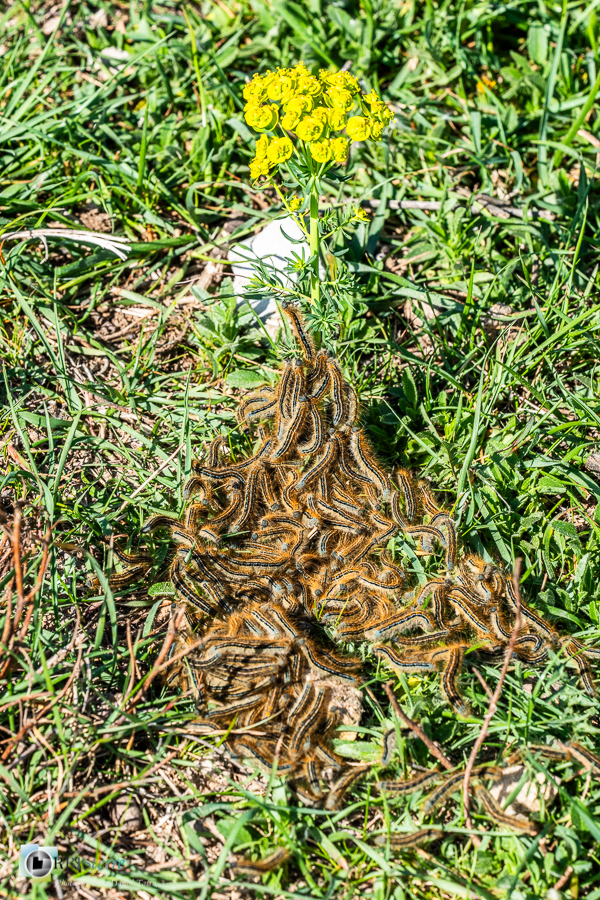 Alpes de Haute Provence, chenille, esparron, faune, insecte, papillon, parc naturel régional du verdon__