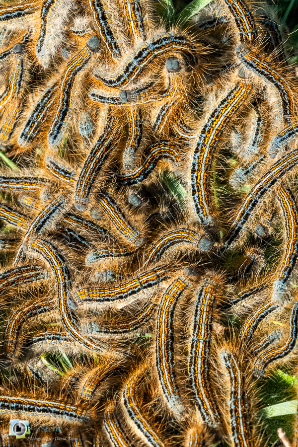 Alpes de Haute Provence, chenille, esparron, faune, insecte, papillon, parc naturel régional du verdon__