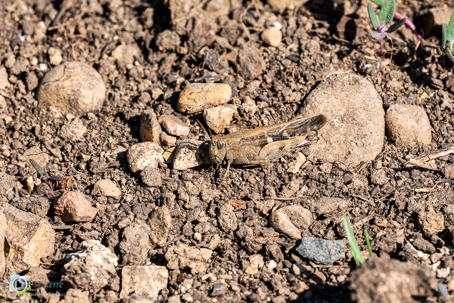 Alpes de Haute Provence, criquet, esparron, faune, insecte, oedipode, orthoptère, parc naturel régional du verdon__