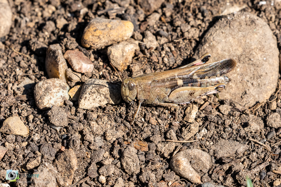 Alpes de Haute Provence, criquet, esparron, faune, insecte, oedipode, orthoptère, parc naturel régional du verdon__