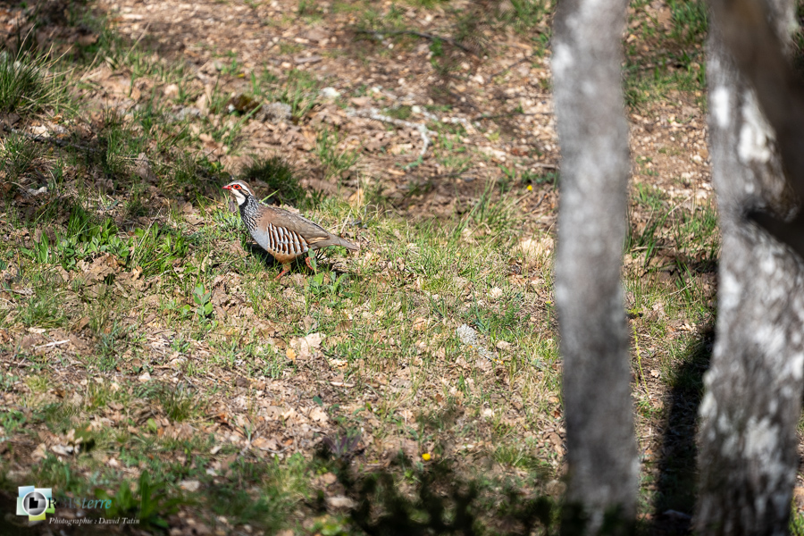 Alectoris rufa, Alpes de Haute Provence, Aves, Birds, Galliformes, Oiseaux, Perdrix rouge, Phasianidae, Phasianidés, Red-legged Partridge, Uccelli, Vögel, esparron, faune, oiseau, parc naturel régional du verdon__