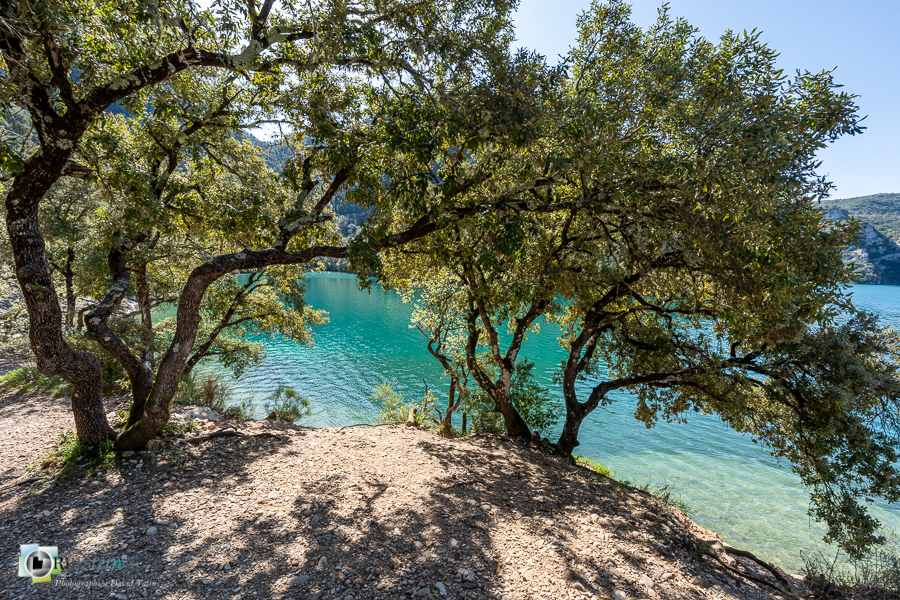 Alpes de Haute Provence, chêne vert, esparron, lac d'esparron, parc naturel régional du verdon__
