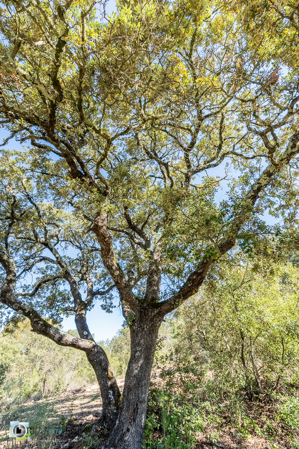 Alpes de Haute Provence, arbre, chêne vert, esparron, parc naturel régional du verdon_43°43'43.564