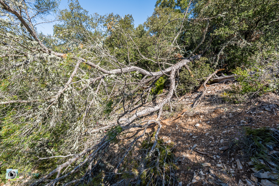Alpes de Haute Provence, arbre tombé, esparron, parc naturel régional du verdon, pin_43°43'43.861