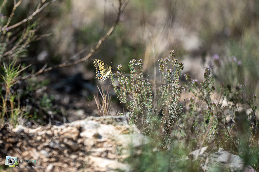 esparron, faune, insecte, machaon, papillon, parc naturel régional du verdon_43°43'43.034