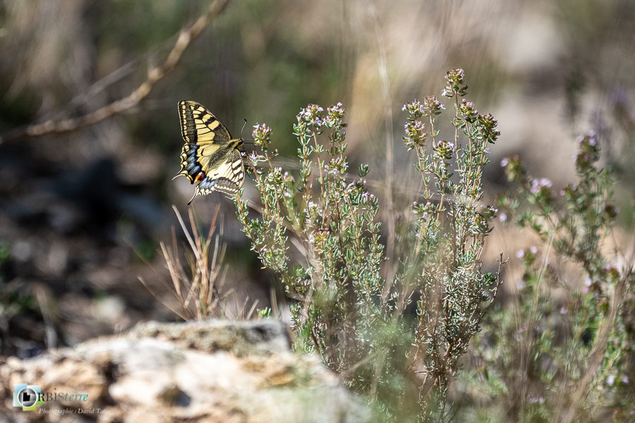 esparron, faune, insecte, machaon, papillon, parc naturel régional du verdon_43°43'43.036