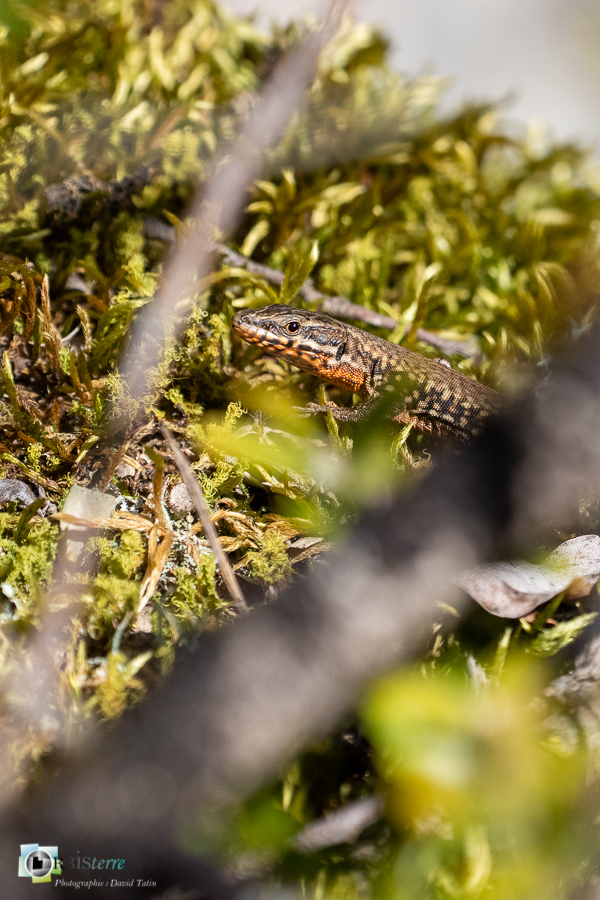 esparron, faune, lézard des murailles, parc naturel régional du verdon, reptile__