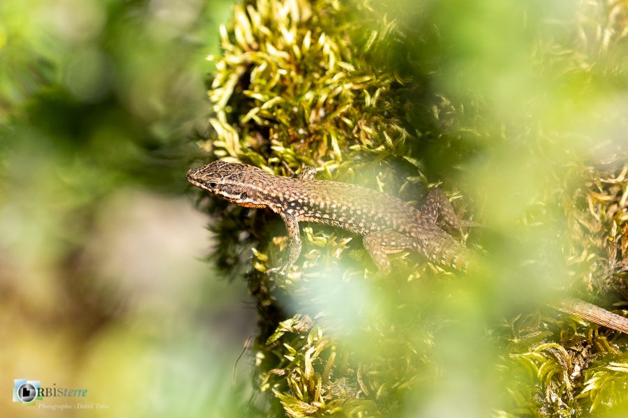 esparron, faune, lézard des murailles, parc naturel régional du verdon, reptile_43°43'43.977