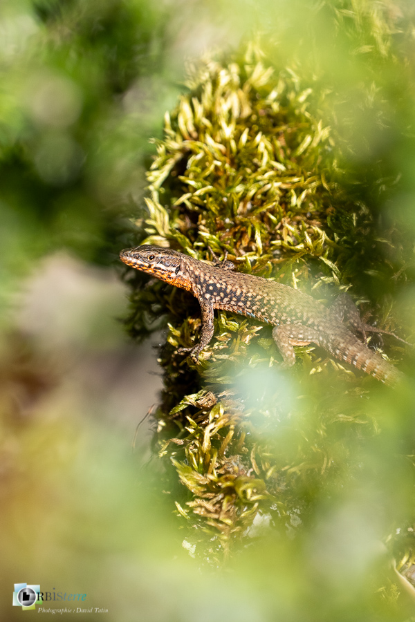 esparron, faune, lézard des murailles, parc naturel régional du verdon, reptile_43°43'43.973