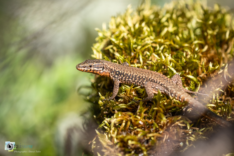 esparron, faune, lézard des murailles, parc naturel régional du verdon, reptile_43°43'43.987