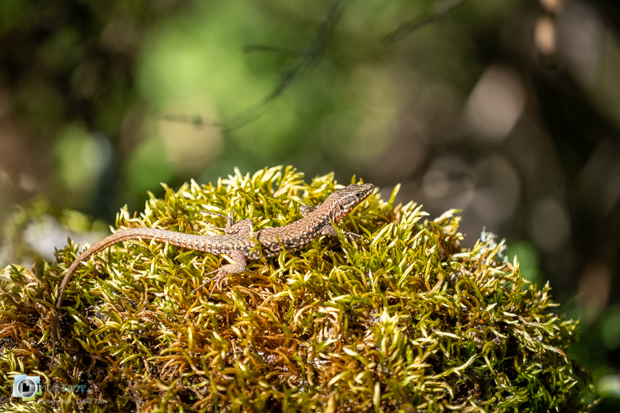 esparron, faune, lézard des murailles, parc naturel régional du verdon, reptile_43°43'43.878