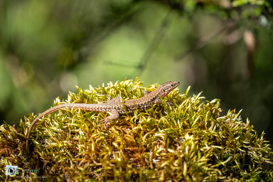 esparron, faune, lézard des murailles, parc naturel régional du verdon, reptile_43°43'43.918