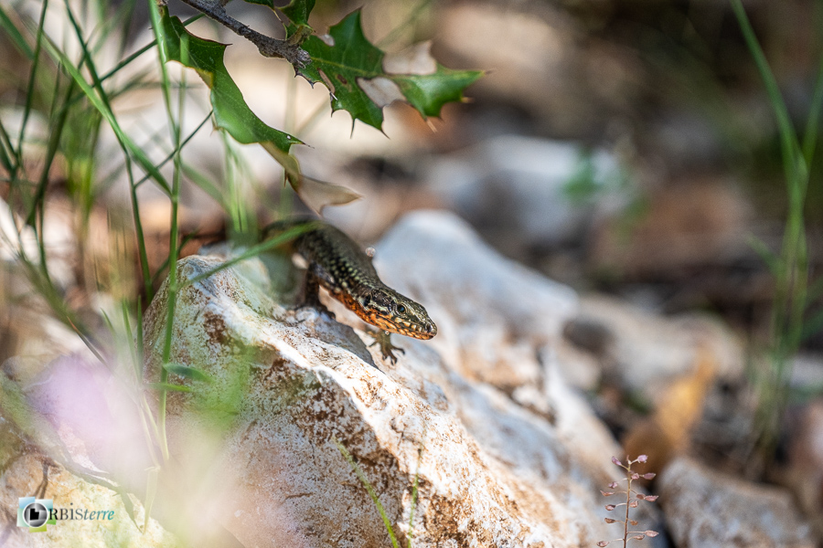 esparron, faune, lézard des murailles, parc naturel régional du verdon, reptile_43°43'43.928