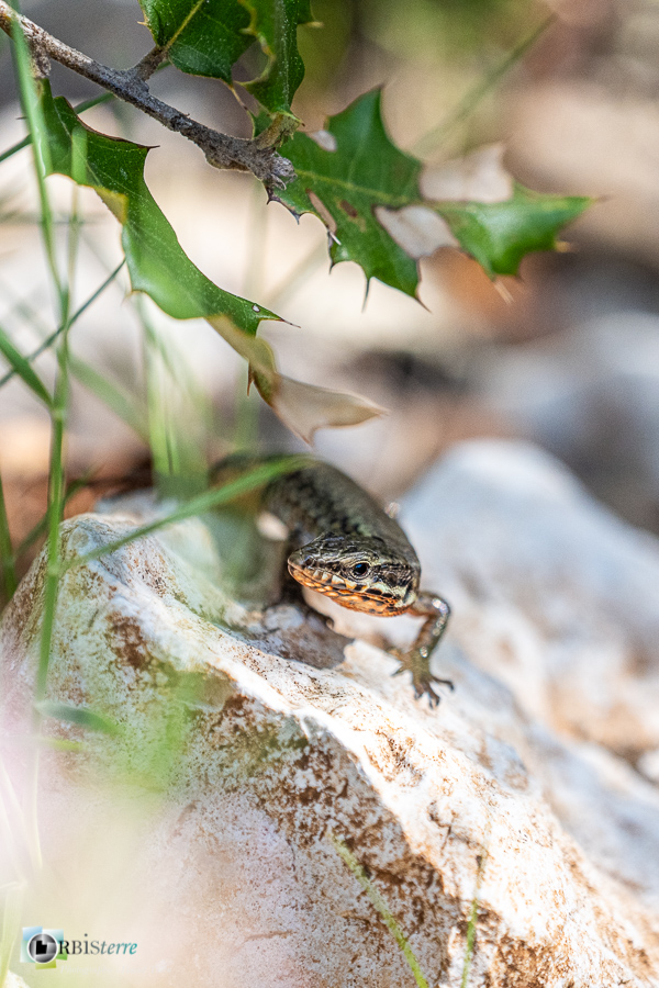 esparron, faune, lézard des murailles, parc naturel régional du verdon, reptile_43°43'43.926