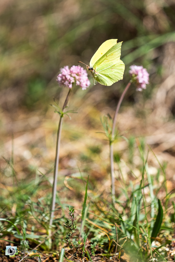 citron, esparron, faune, insecte, papillon, parc naturel régional du verdon, vol_43°43'44.805