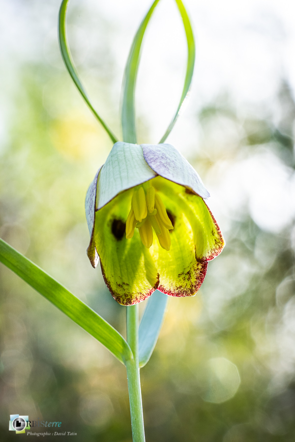 Fritillaire à involucre, esparron, flore, parc naturel régional du verdon_43°44'14.862