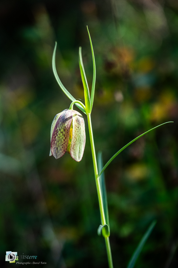 Fritillaire à involucre, esparron, flore, parc naturel régional du verdon__