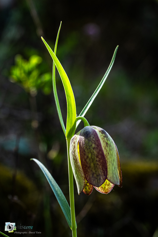 Fritillaire à involucre, esparron, flore, parc naturel régional du verdon_43°44'14.754