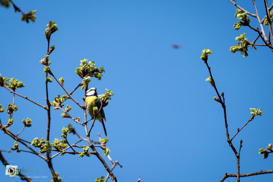 esparron, faune, mésange bleue, oiseau, parc naturel régional du verdon__