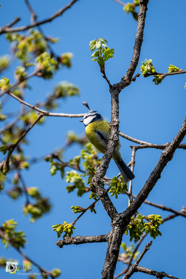 esparron, faune, mésange bleue, oiseau, parc naturel régional du verdon__