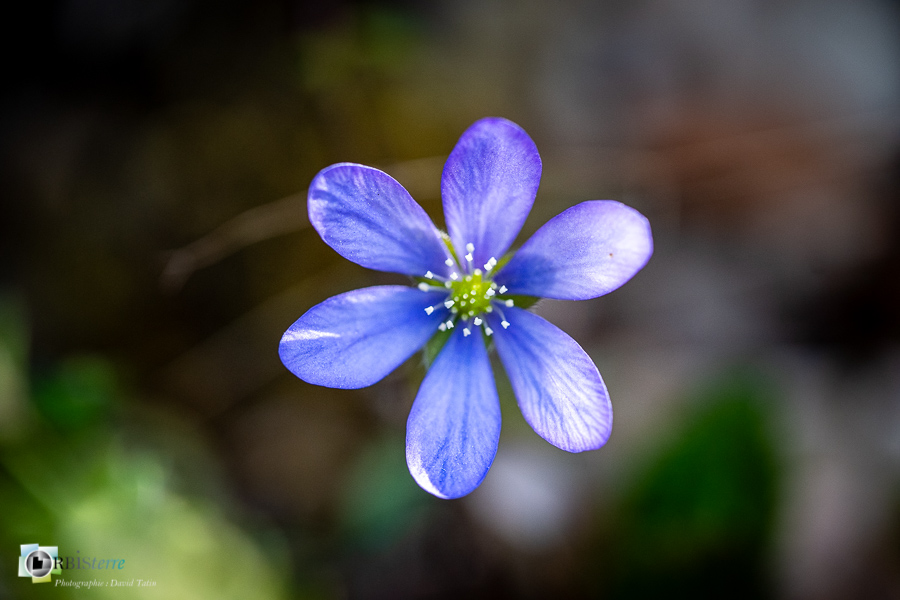 anémone hépathique, esparron, flore, parc naturel régional du verdon__