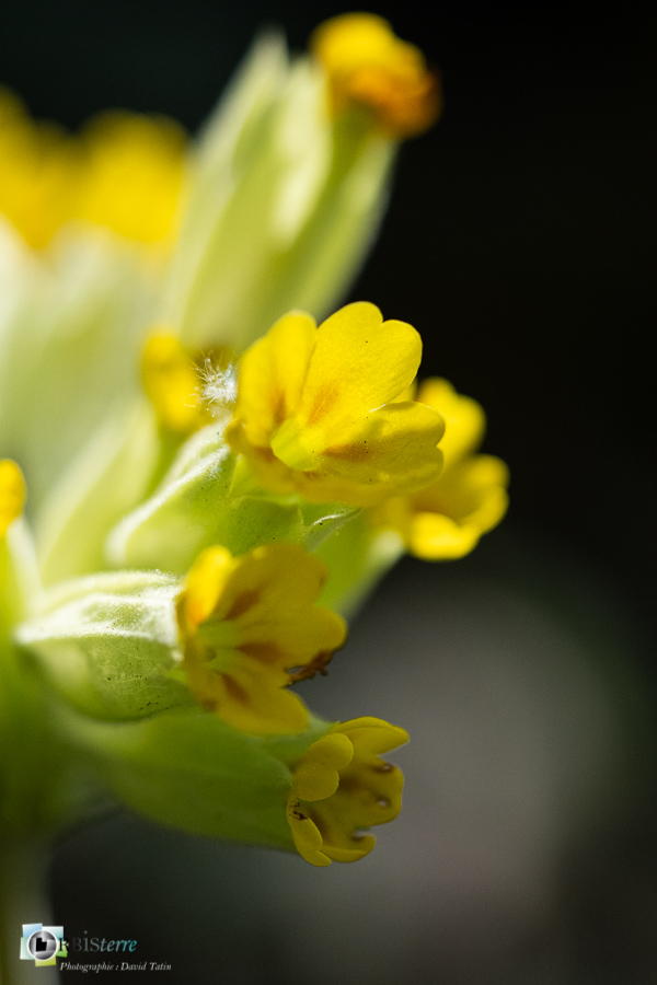 esparron, flore, parc naturel régional du verdon, primevère officinale, primula veris__