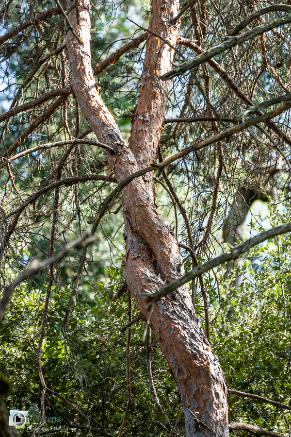 arbre, esparron, parc naturel régional du verdon, pin sylvestre, tronc__
